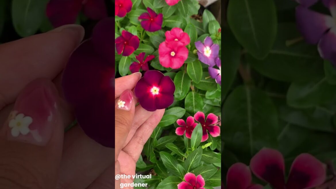 want colored garden year-round?