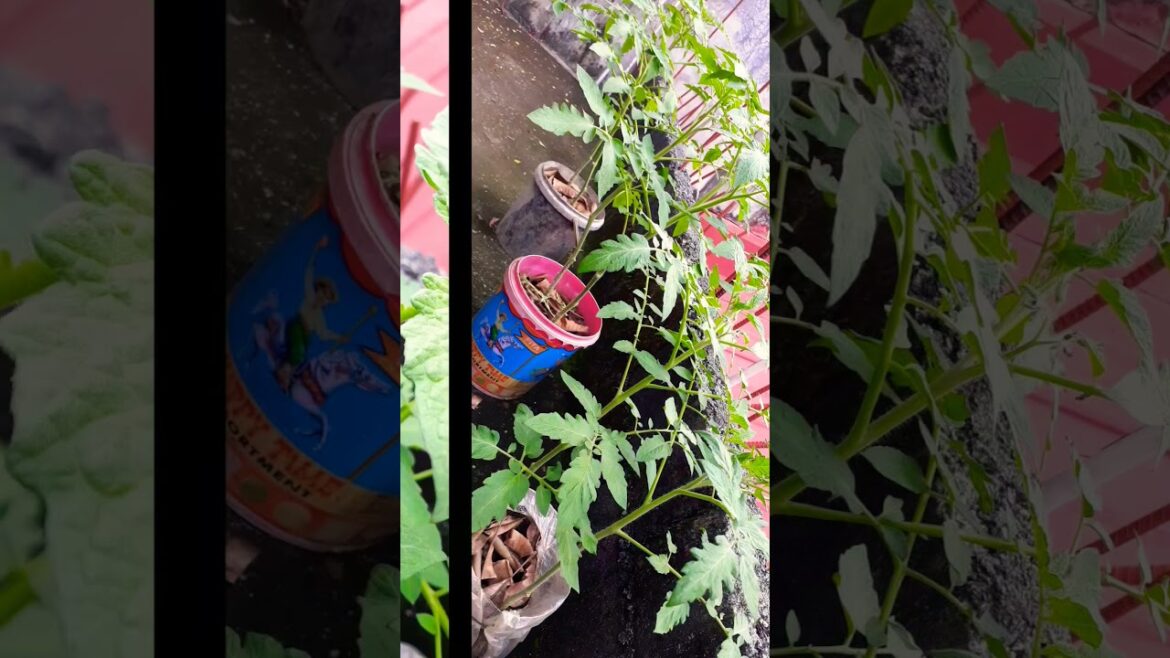 Growing Tomatoes on My Rooftop | Asotea Gardening Tips Growing Tomatoes on My Rooftop | Asotea Gardening Tips