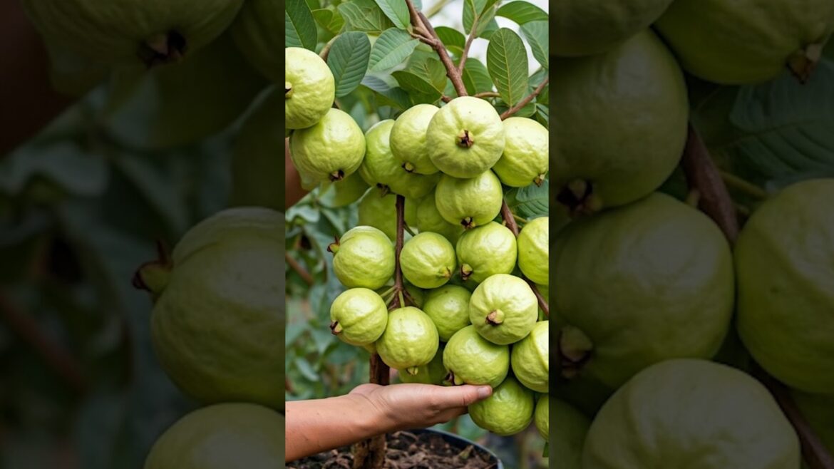 Guava Tree Cuttings Made Easy: Stunning Growth in 30 Days!