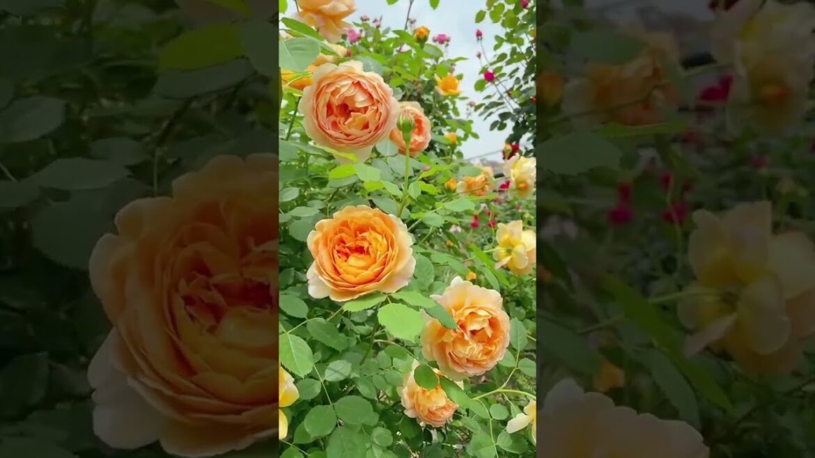 Beautiful rose flower plants climbing rose plant 🌺 #youtube #shorts #rose #flowers #reels #garden