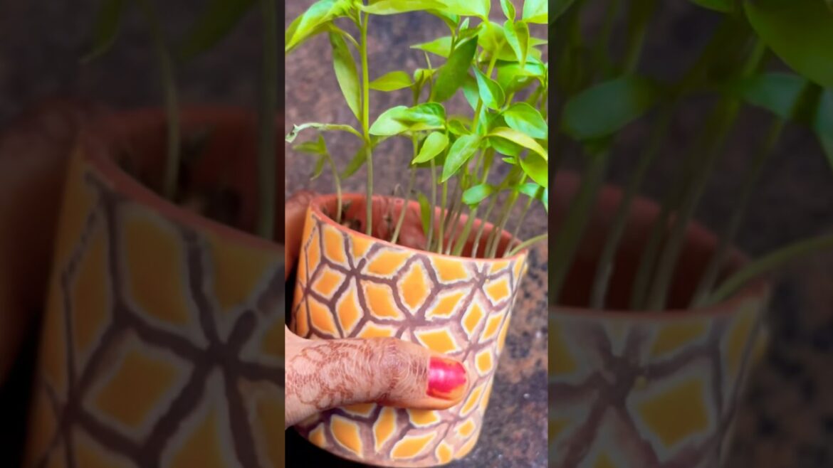 🍵 chillies 🌶️ plants at home | small pot# mitti gardener #gardenplants #plants#shortsviral