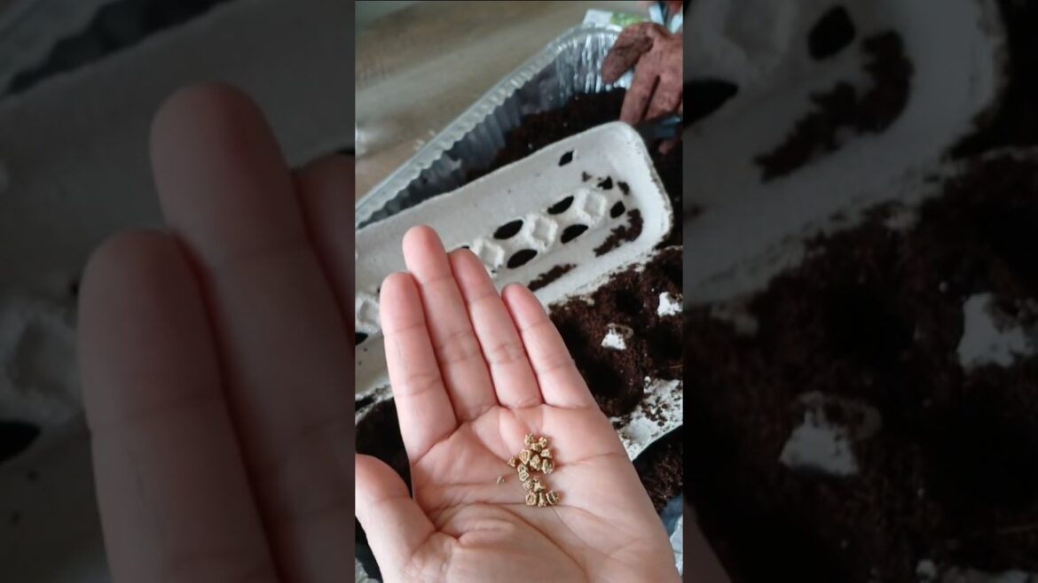 Using Egg Cartons to Sow Seeds! 🌱| Small Space Gardening | Container Garden