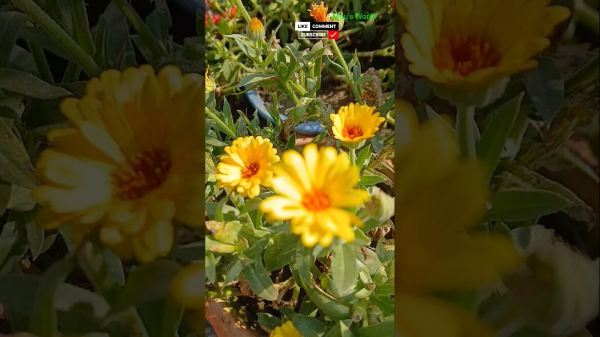 The Most Beautiful Flowers for Your Garden #gardening #shorts