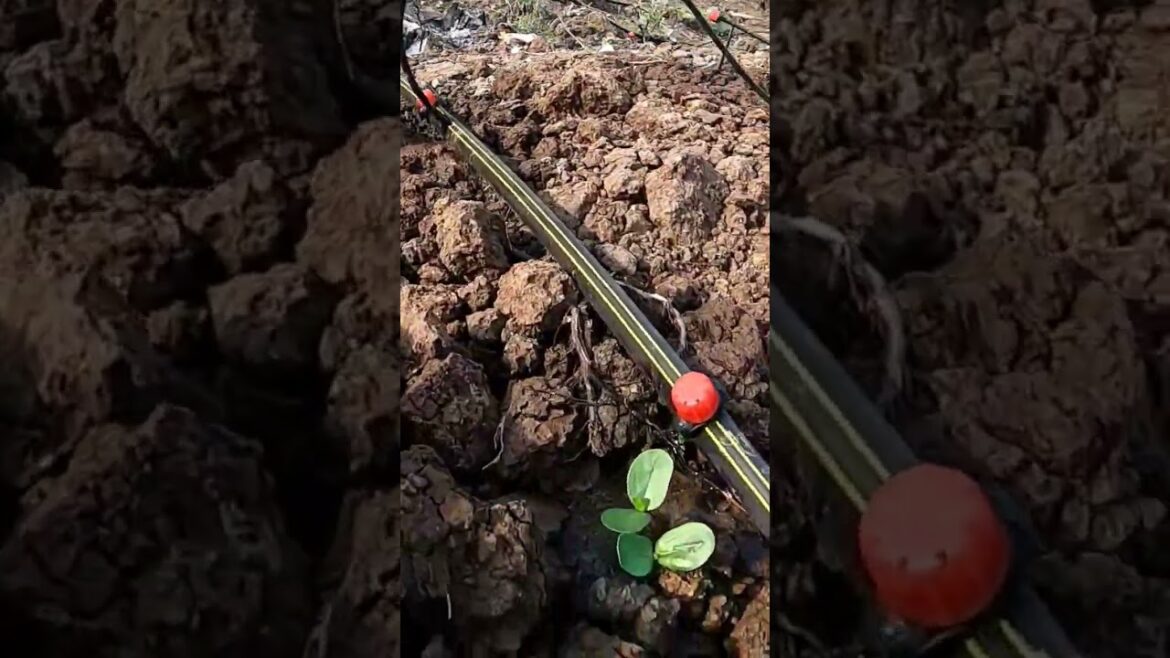 Day 8 plants growing healthy #organic #farming #organicagriculture #organicfood #dripirrigation #diy