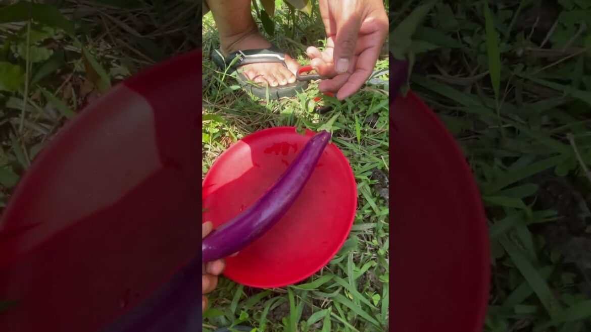 Brinjal/bhanta @topfans  Vegetable Gardening  vegetabels🥗🥒🍅  Vegetarian / Vegan Preppers  Foodies
