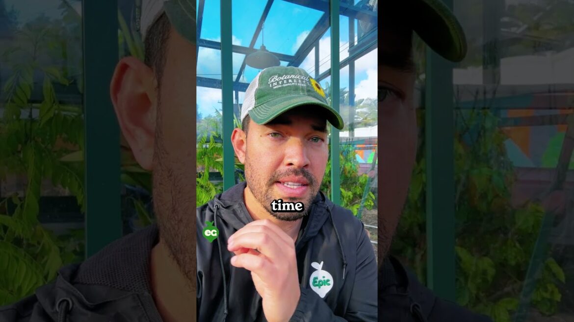 I "painted" my fruit trees..."