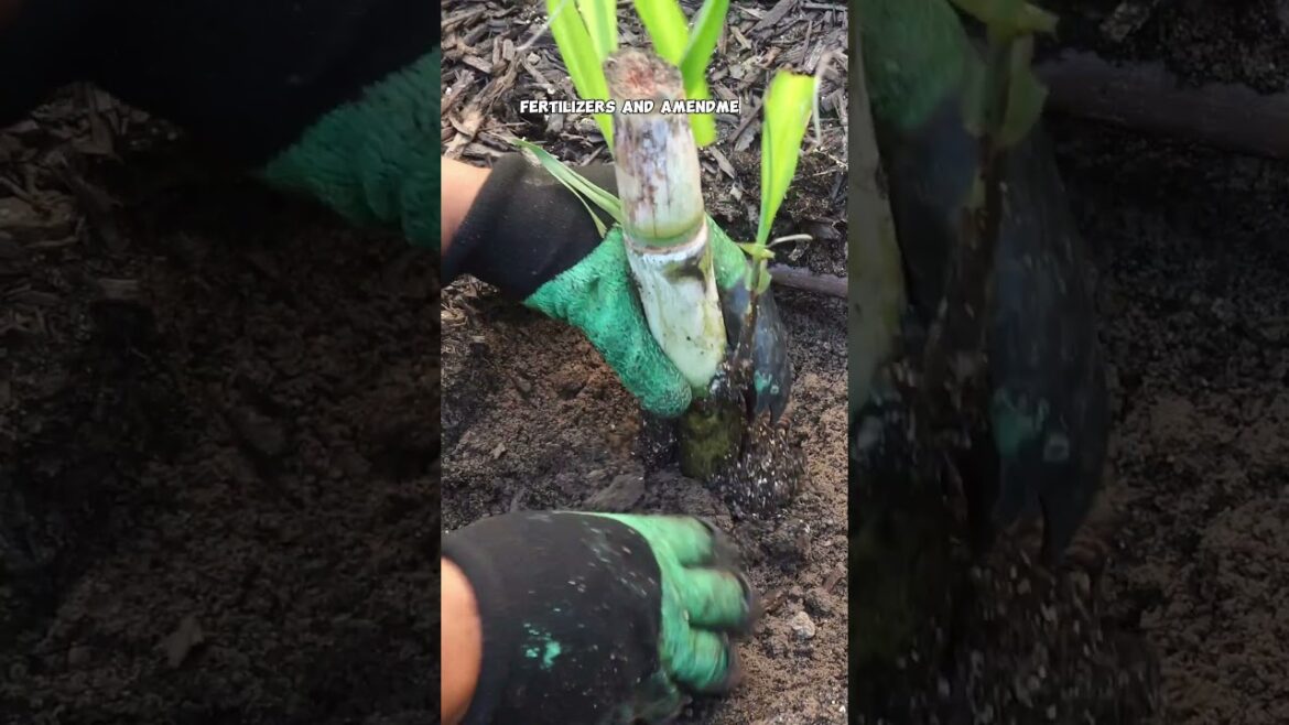 California Gardening: How to Grow Sugarcane at Home π± | Easy Backyard Gardening Tips! How to Grow Sugarcane at Home π± | Easy Backyard Gardening Tips!
