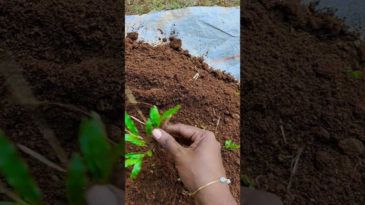 gardening 😍 ✨💫✨ 🎋🌹🌱🌹🥀#youtubeshorts #gardening #shortsvideo