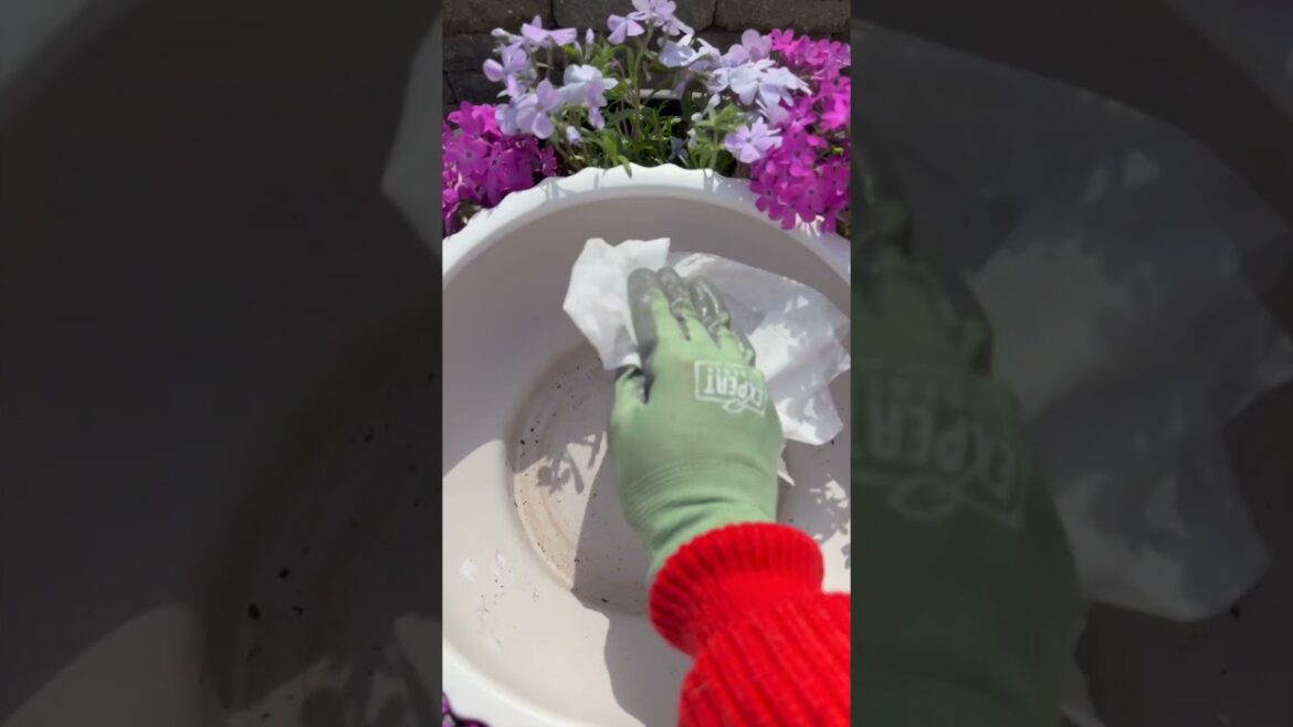 you need this for your backyard! 🤩 #backyard #diy #hack #gardening