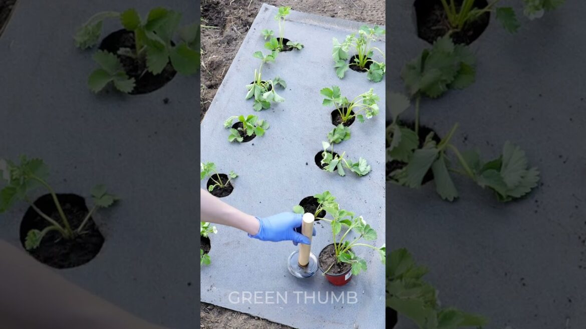 Super effective gardening routine tips 🌿 Super effective gardening routine tips 🌿