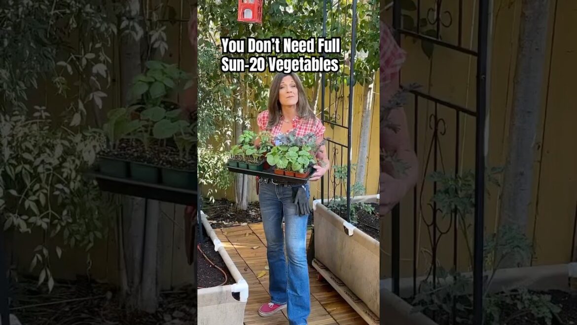 You Don’t Need Full Sun-20 Veggies For Shade, Pt.1