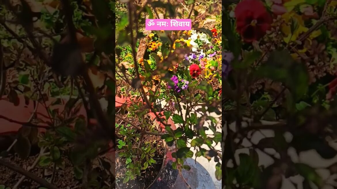 रविवार को तुलसी ना तोड़े ☘️🌿☘️ #youtubeshorts #phadilifestyle #kitchen #gardening