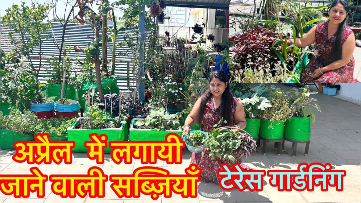 Vegetable gardening ideas || organic farming || terrace gardening ideas 🏡🐝😱