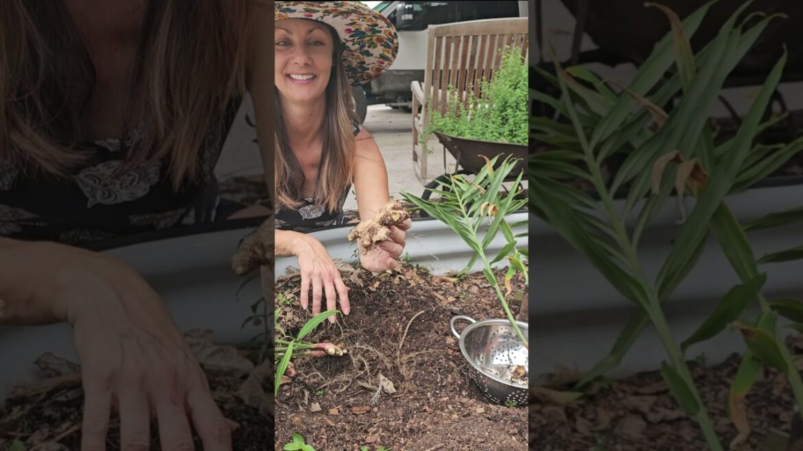 When and How to Harvest Ginger. Plant grocery store ginger. #ginger #harvest #gardening #garden