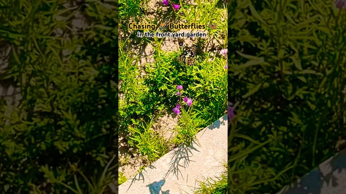 Chasing butterflies 🦋🦋 in the front yard garden 🏡🏵️#butterfly #flowers #shortvideo #ytshorts #short