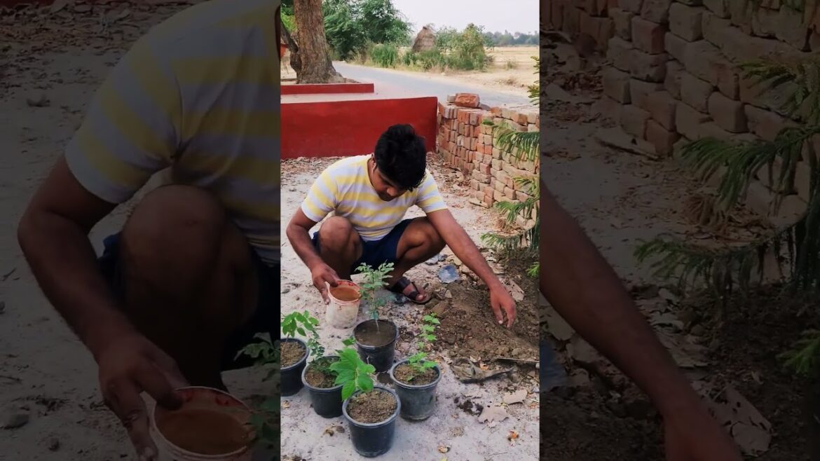 How we care plant in summer season | How we care plant in summer season |