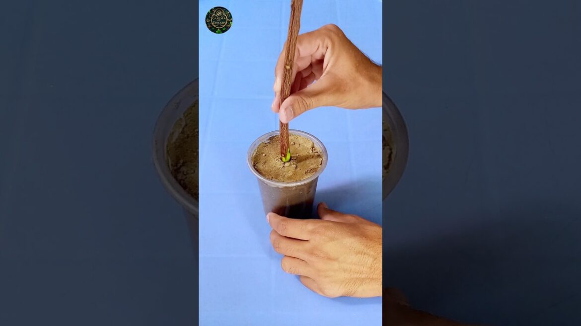 How to Grow Neem Plant from Cutting #shorts #gardening #tips