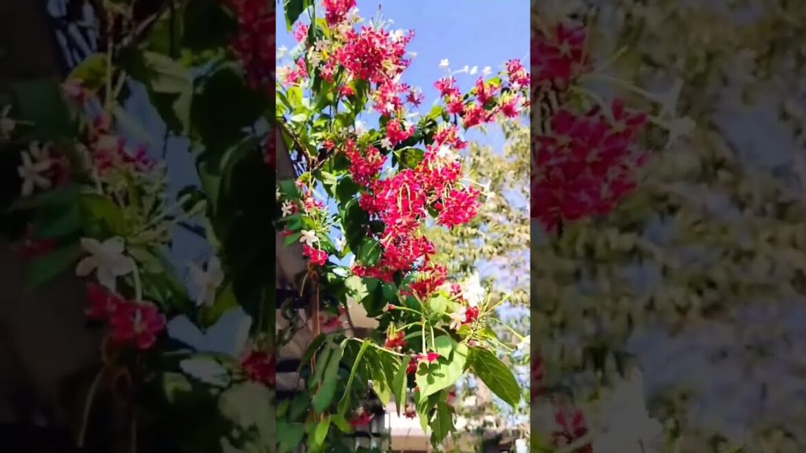 #garden #plant #flowerlovers #trending #shorts#shortsfeed #creativityfromfogcity