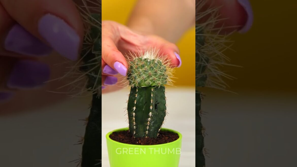 Amazing Secrets to Growing Your Own Plants at Home 🌿 Amazing Secrets to Growing Your Own Plants at Home 🌿