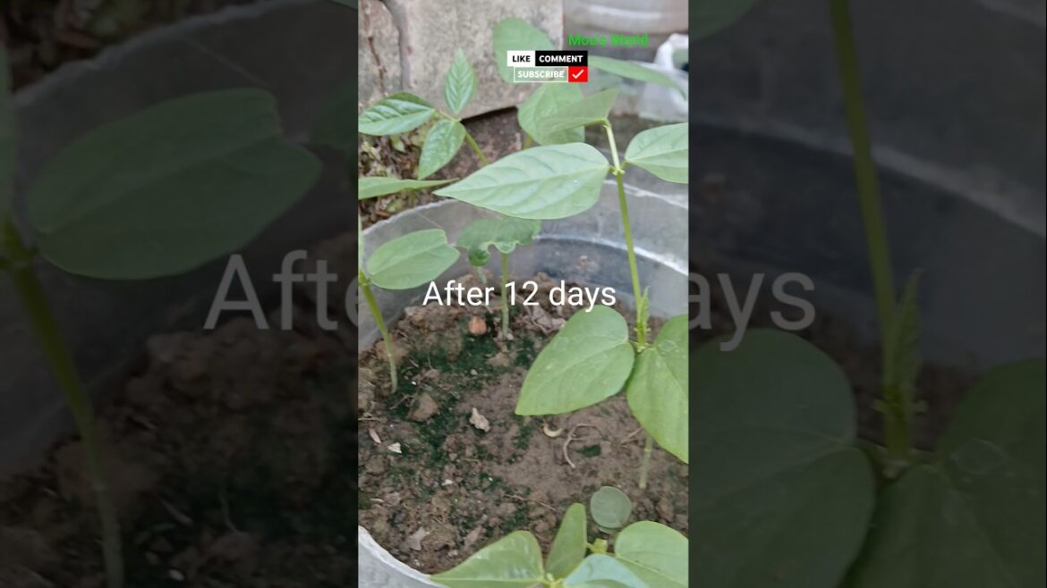 Growing long beans #gardening ##youtubeshorts ##viralshorts