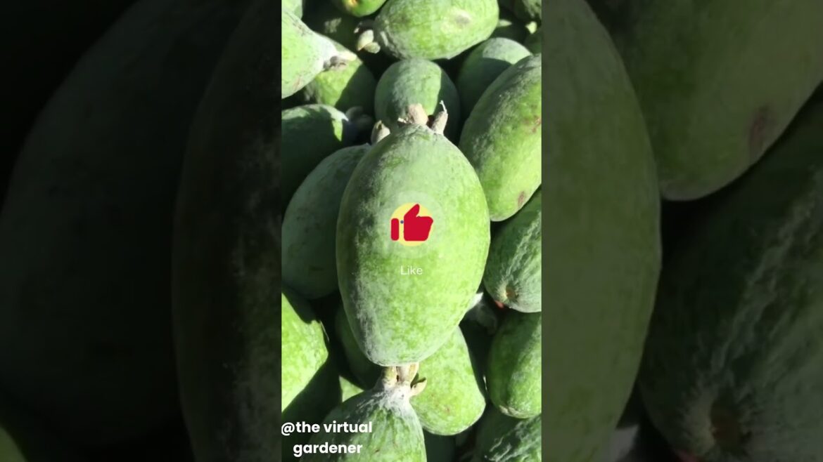 🌱❄️tropical fruits to grow in cold climates pt2
