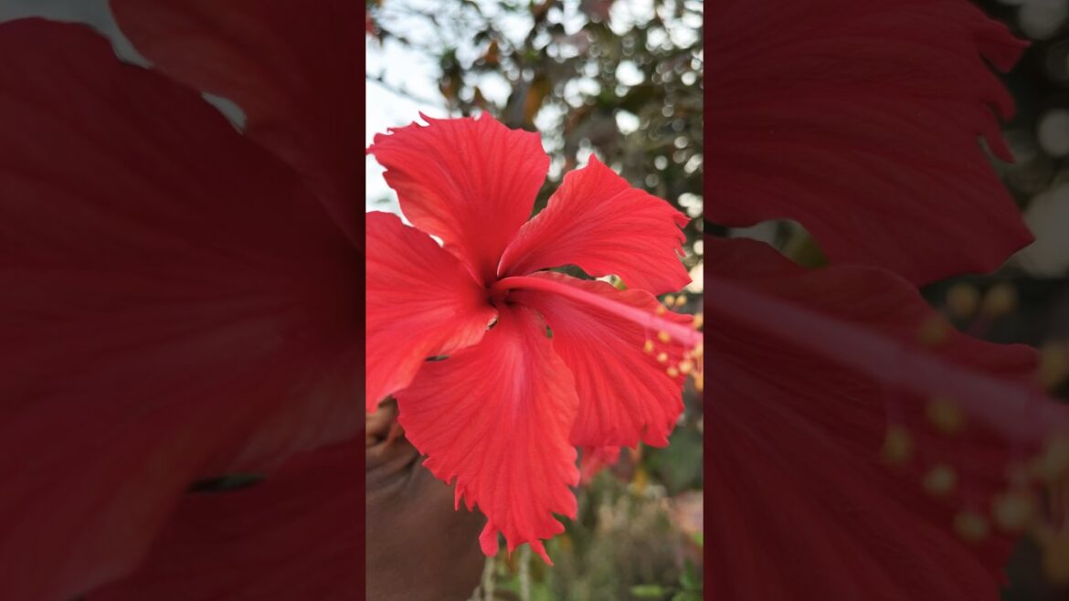 Ganti rose home garden !!