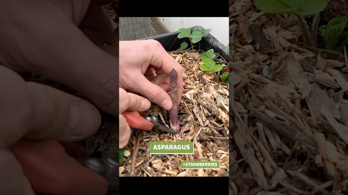 🌱 Let's Eat Asparagus in the Garden!