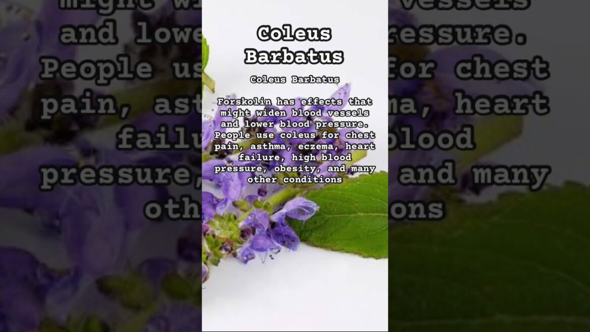 Coleus Barbatus #campfire #musicnature #nature #ediblegardening #musicnature