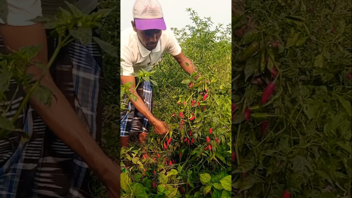 Hot & Fresh! Red Chili Harvesting Moment 🌶️🌿 #shorts Hot & Fresh! Red Chili Harvesting Moment 🌶️🌿 #shorts