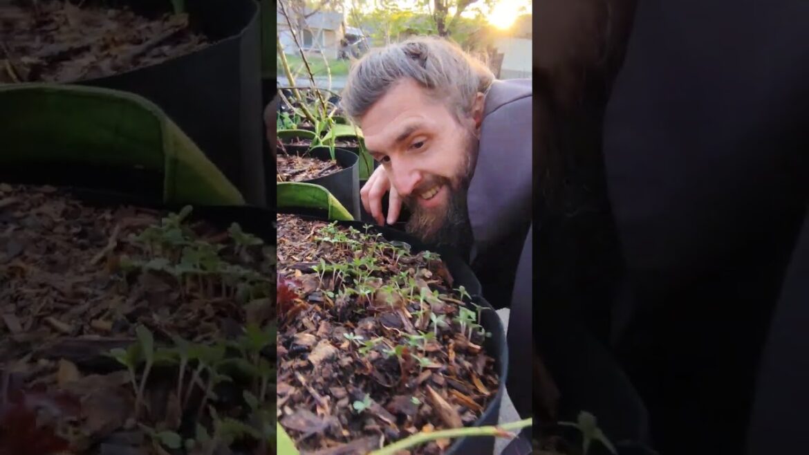 Urban Garden Hack: DIY Plant Tea That Really Works #garden #gardening #plants #growyourownfood