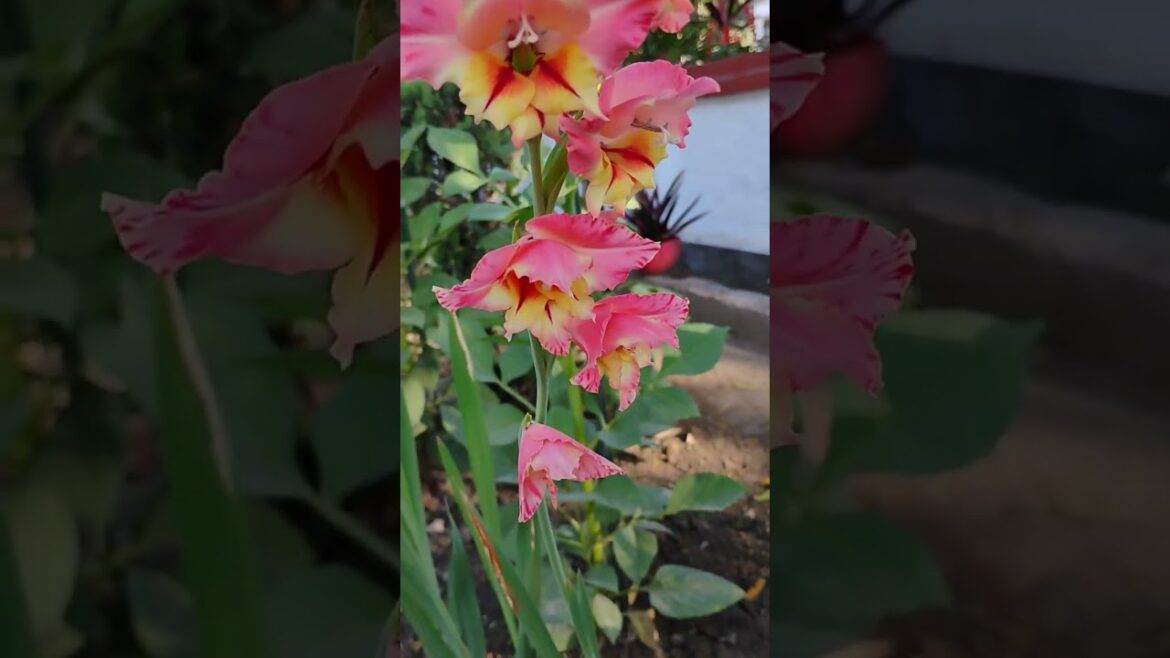 gladiolus flowers#प्रेमानंद जी महाराज#ytshorts #gardening