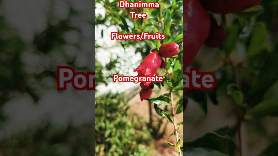 Dhanimma/Anar Tree #Shorts#Healthy#Best #Fruit#Love#Edible