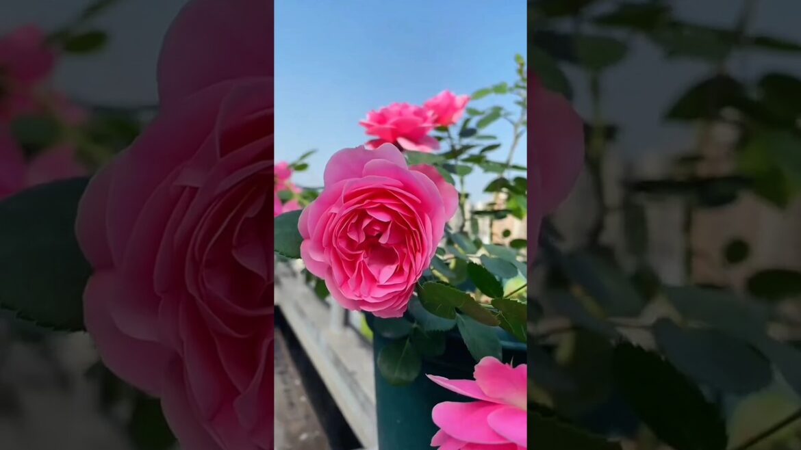 Super roses//Pink roses#shorts#rosegarden#flowergarden#mygarden#satisfying#nature#beautiful