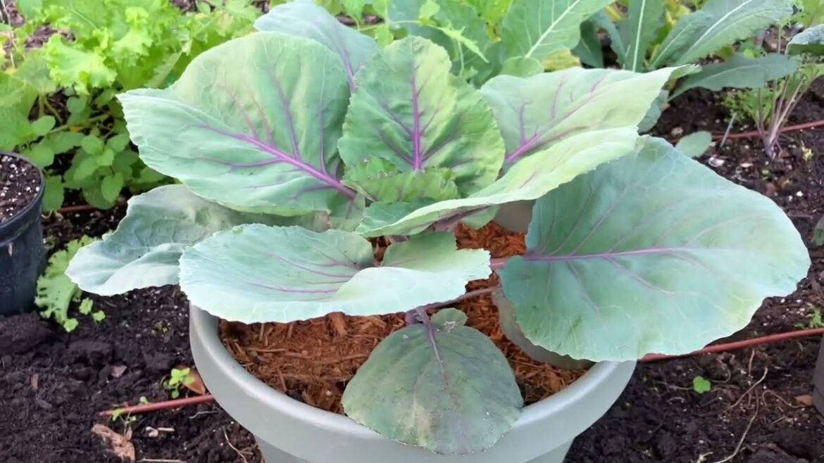 Succession Planting in the Vegetable Garden Succession Planting in the Vegetable Garden