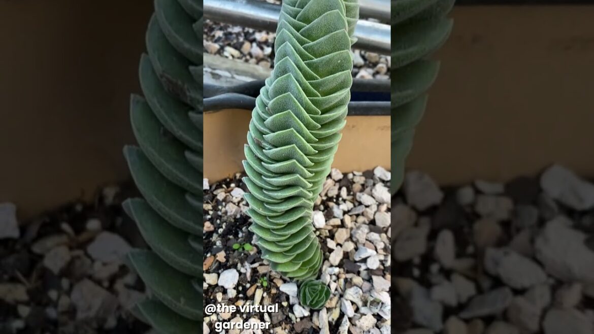 unusual succulents you’ve never seen before | gardening