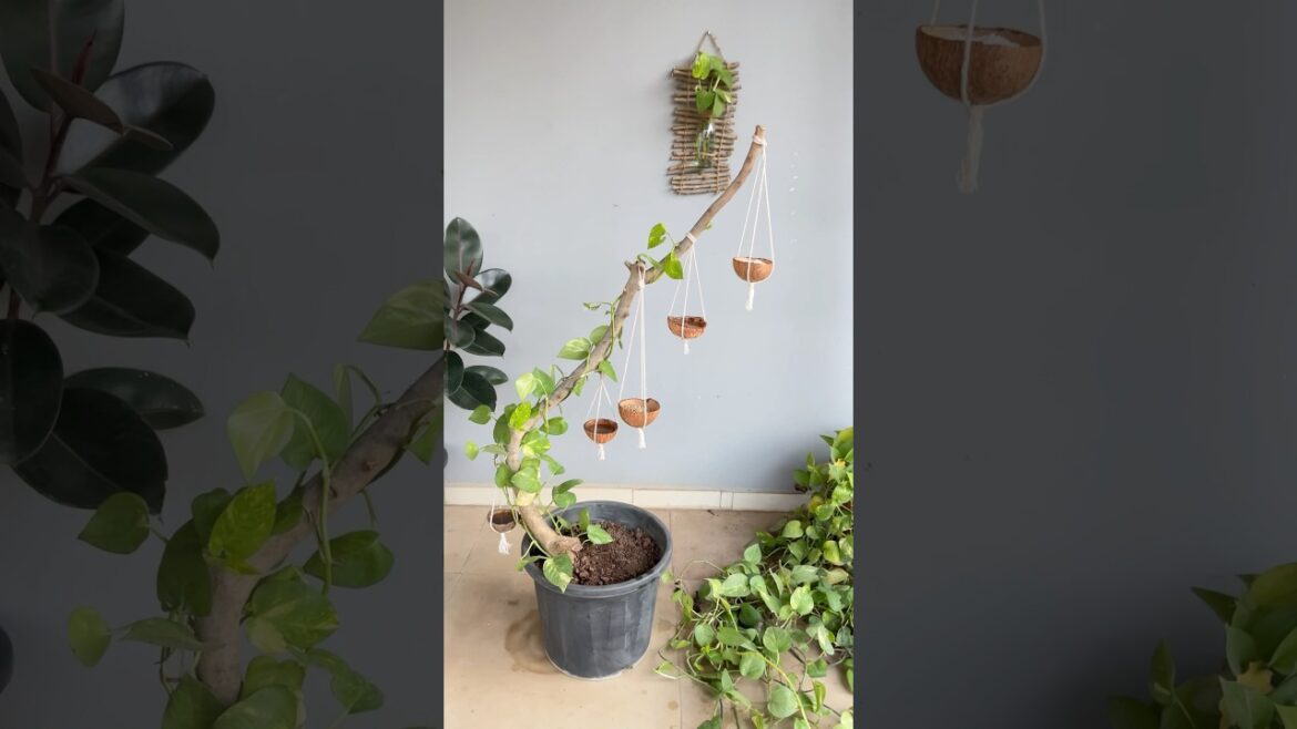 Bird Feeder DIY 3 💚 #gardening #shortsviral