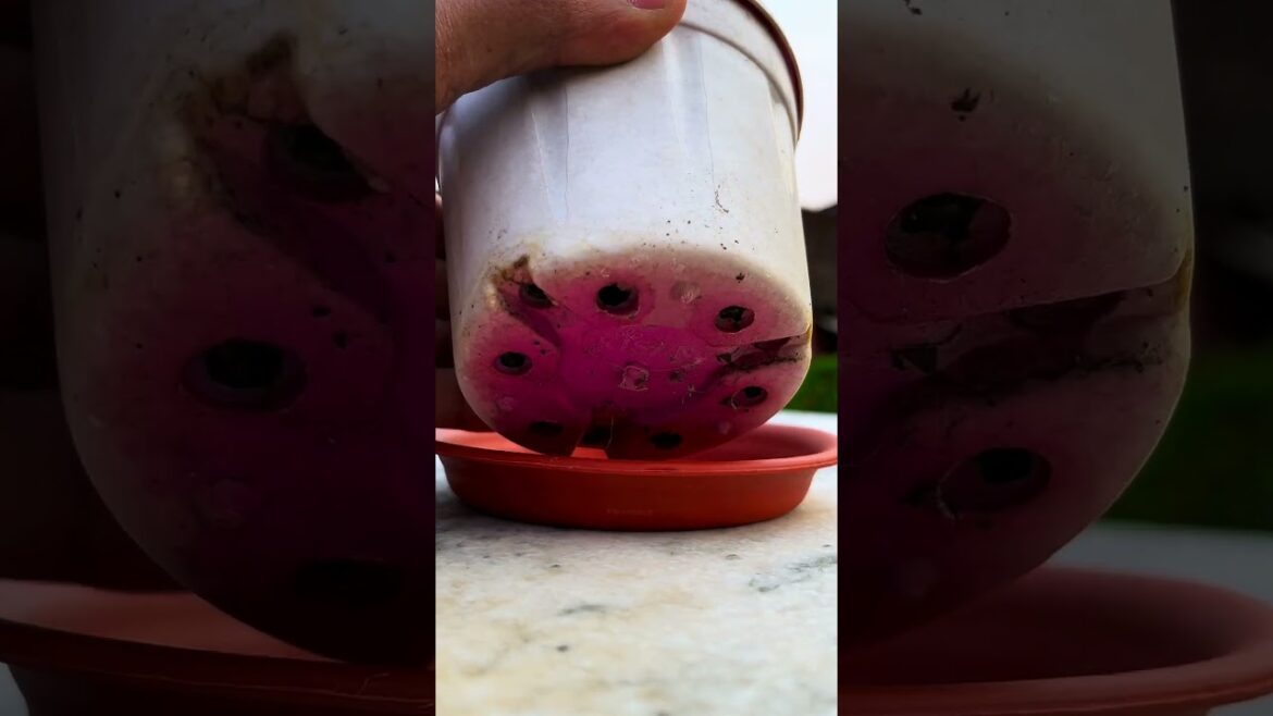 Premium quality gardening tools 😍⬇️ #gardening #tools #tipsandtricks #green