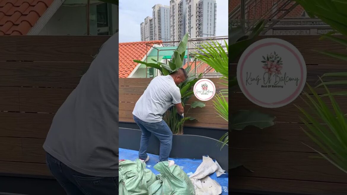 Balcony Gardening Hacks for a Greener, Happier Home! 🌿🏡