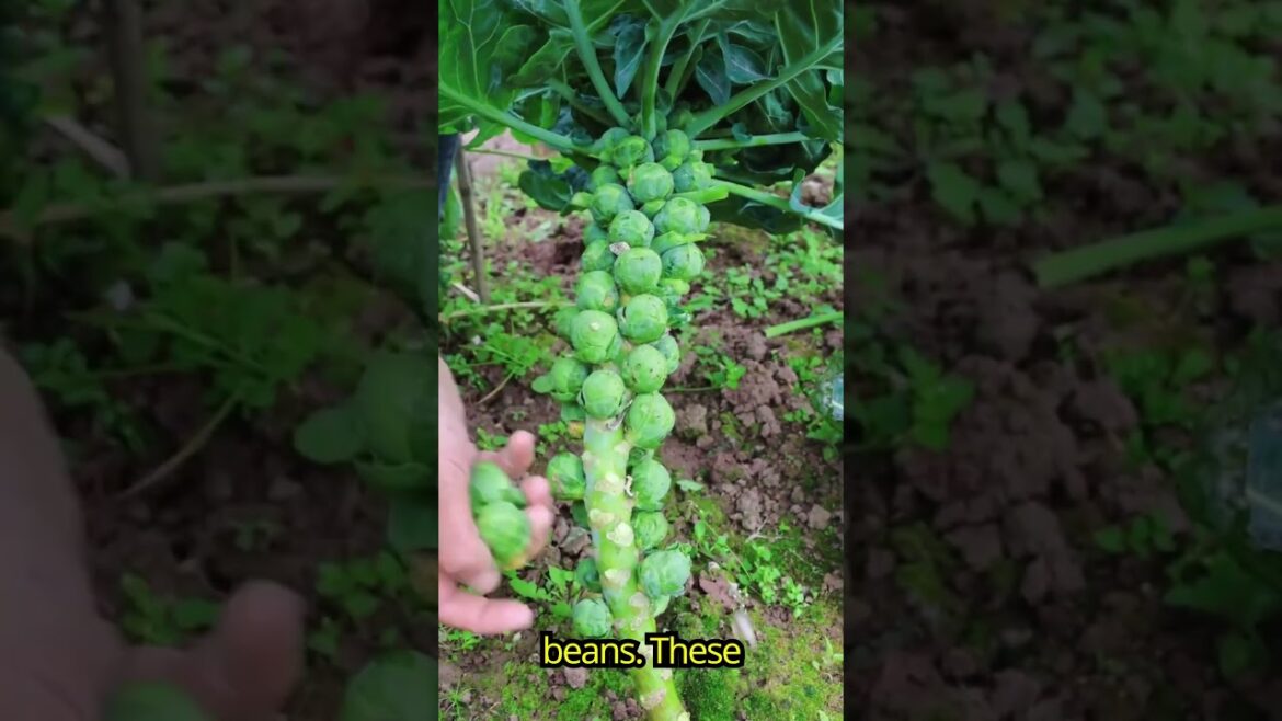 Home Gardening for Beginners - Sustainable Vegetable Gardening