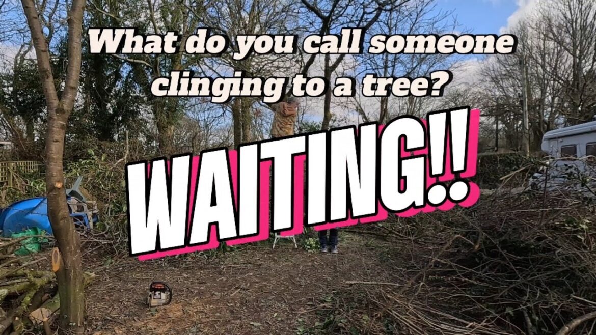 I left her clinging to a tree. Renovation project West Wales.