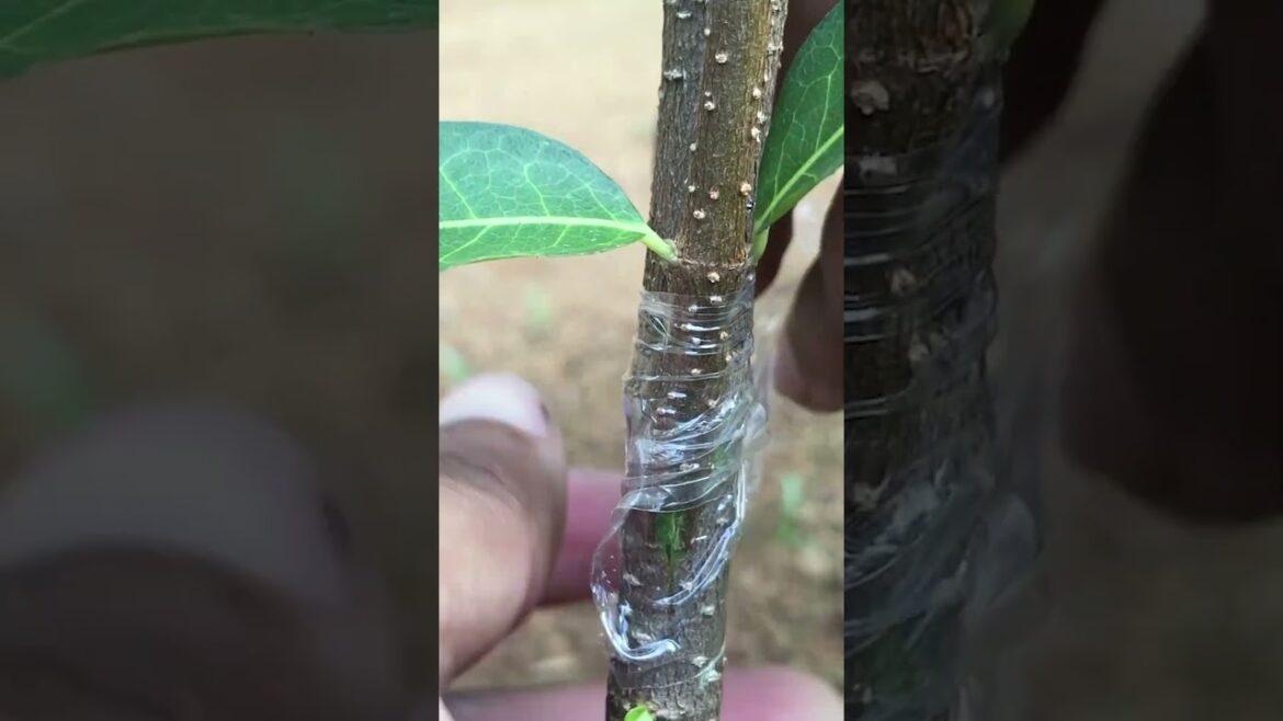 NEW Way to Graft Barbados Cherry EP271 #grafting #plantgrafting #fruitgrafting