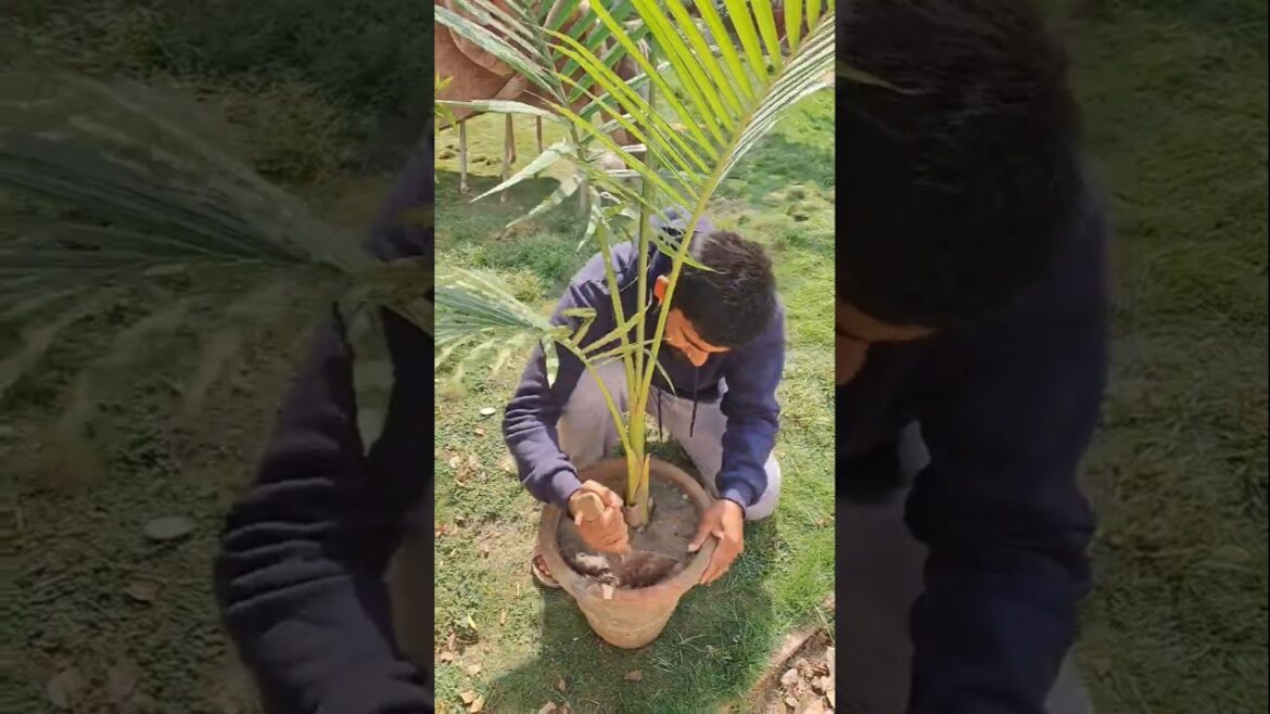 garden plants ideas #garden #gardening #youtube #plants