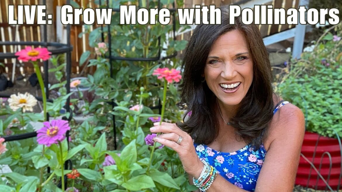 CaliKim: LIVE: Simple Tips to Attract More Pollinators (and Grow More Veggies!) LIVE: Simple Tips to Attract More Pollinators (and Grow More Veggies!)