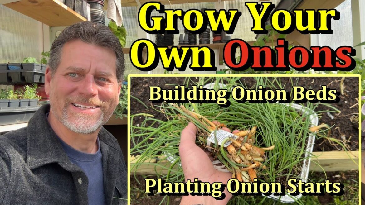 How to Plant Onions & Build an Onion Raised Bed (Onion Bunches & Transplants)