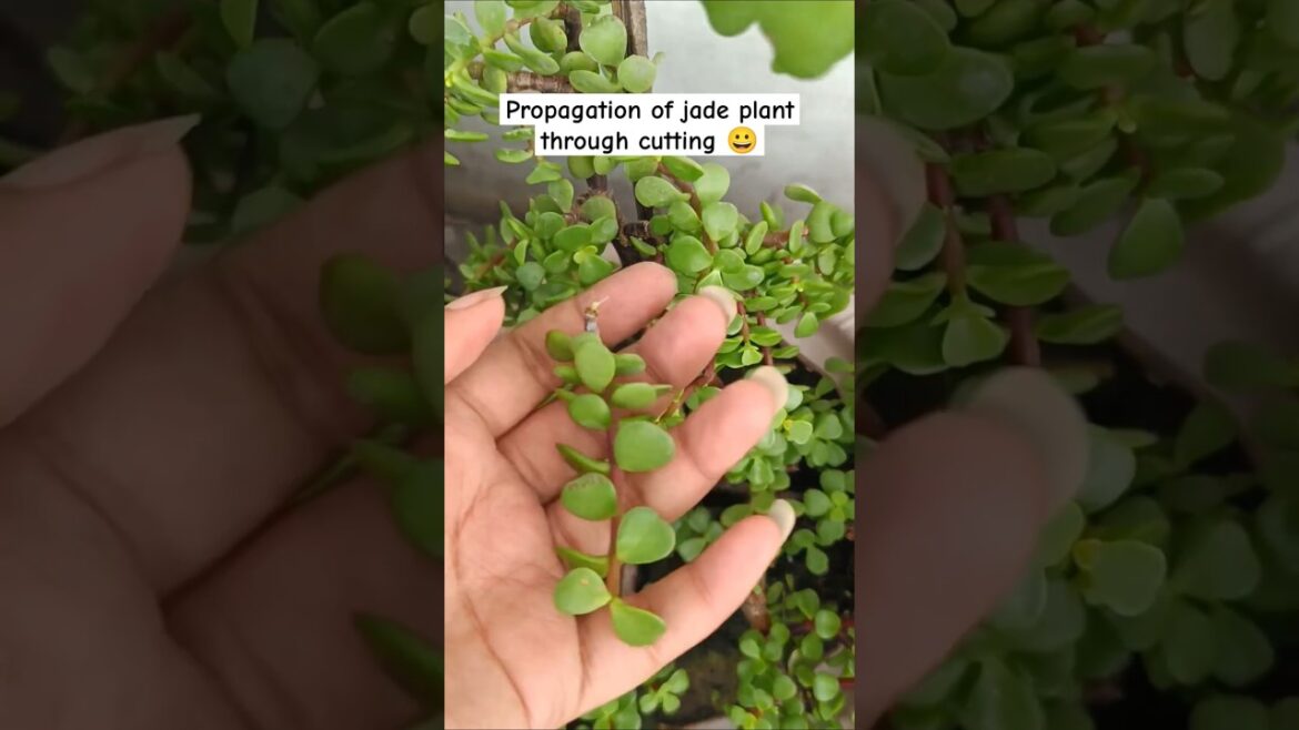 Grow Jade plant from cuttings with update #gardeningwithshivani05 Grow Jade plant from cuttings with update #gardeningwithshivani05
