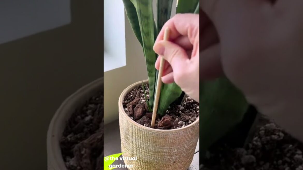 gardening for beginners gardening for beginners