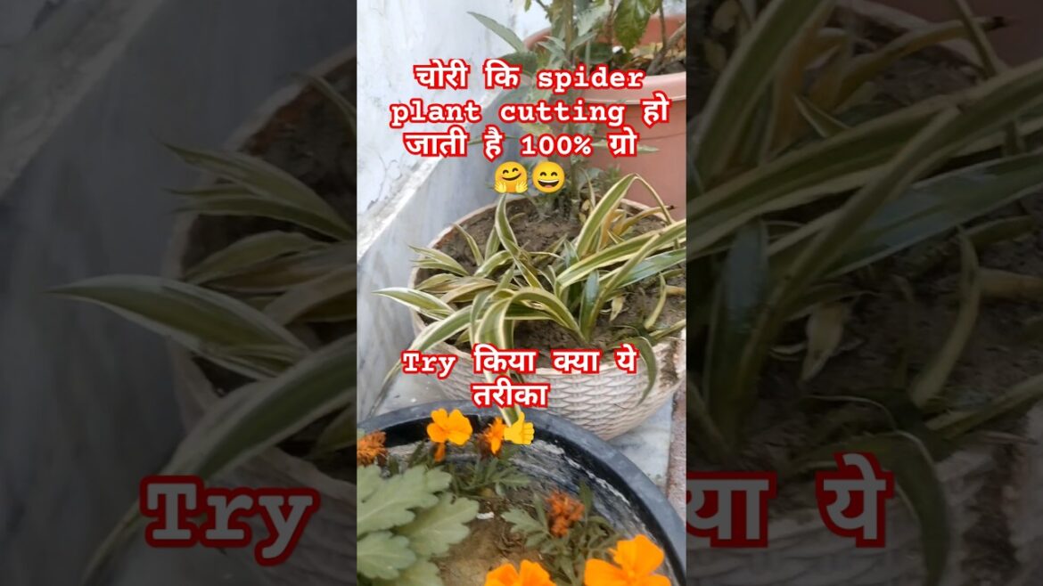 spider plant cuttings lgane ka best time and aasan trika #plants#care#tips #flowers #nature #garden
