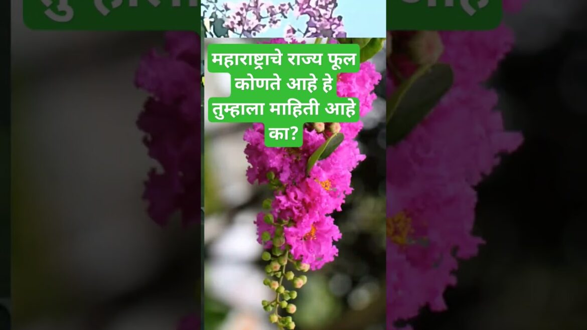 महाराष्ट्राचे राज्य फूल कोणते आहे हे तुम्हाला माहिती आहे का😱👀?@JankiMohod #flowers #nature #shorts😱