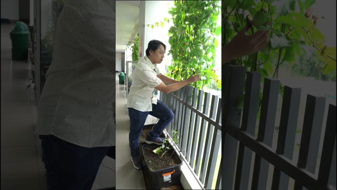 Erbis and Passion Fruit: Edible Green Wall