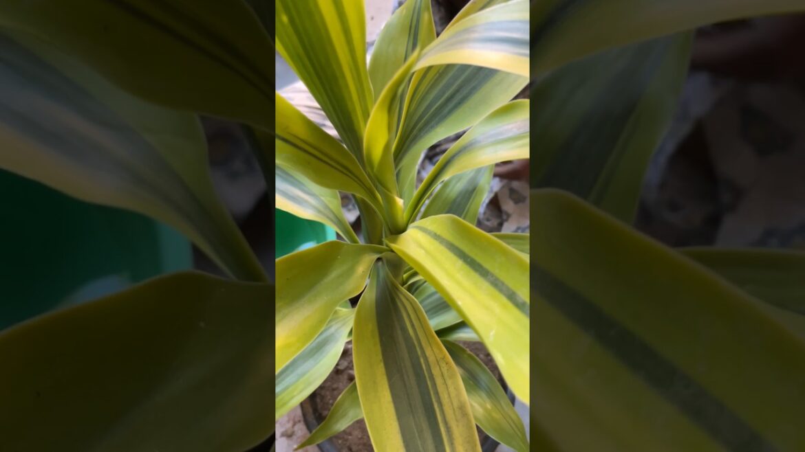 LUCKY BAMBOO PLANT#love #yt #garden #terracegardenindia #gardening #gardenplants #shortsfeed LUCKY BAMBOO PLANT#love #yt #garden #terracegardenindia #gardening #gardenplants #shortsfeed